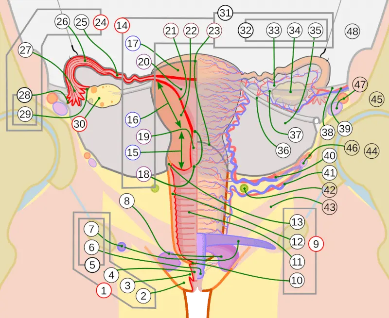 Scheme_female_reproductive_system-number-full-cropped.svg