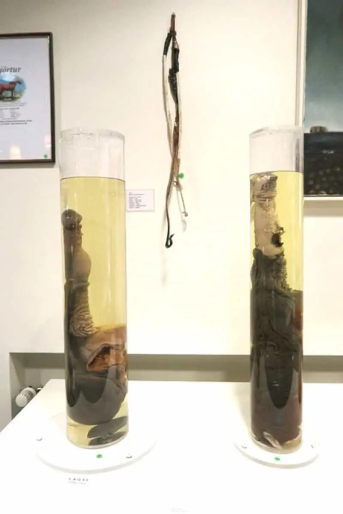 左邊是5歲種馬的完整生殖器標本; 右邊是24歲的種馬生殖器標本。