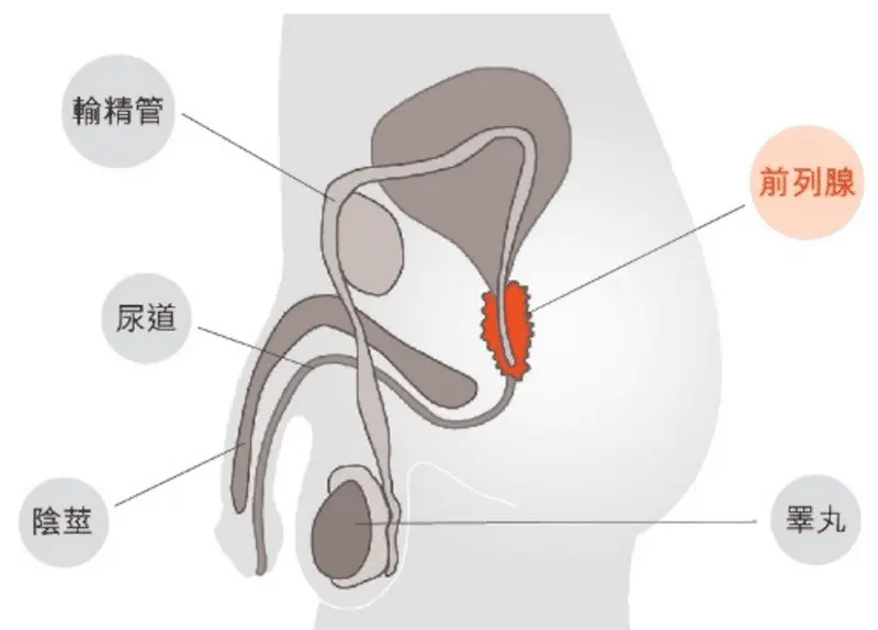 男性前列腺究竟有什麼用?