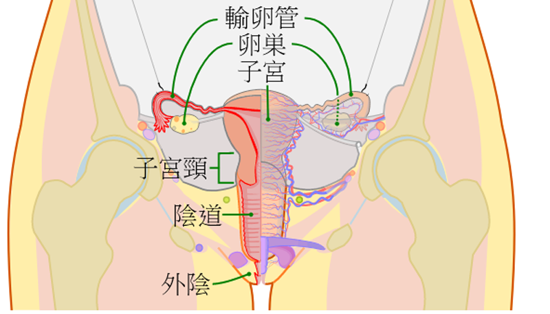 [有片]陰道內為什麼有褶皺?男性陽具插入會爽些嗎?