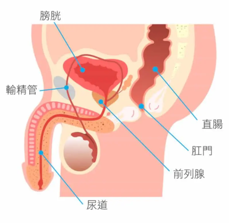 男性前列腺究竟有什麼用?