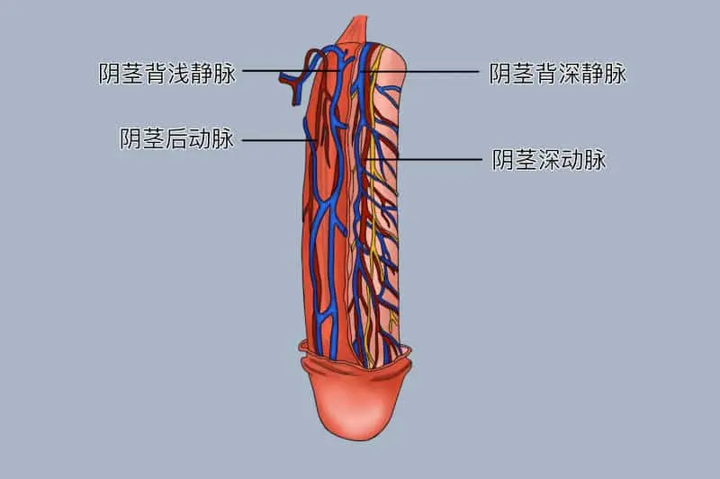 血管與男人勃起關係