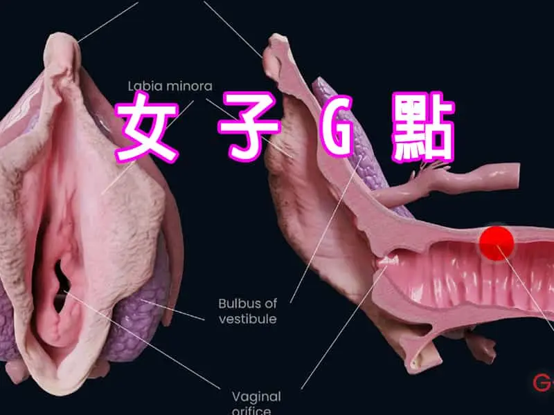 女子G點
