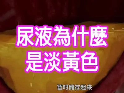 尿液為什麼是淡黃色