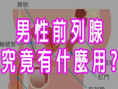 男性前列腺究竟有什麼用?