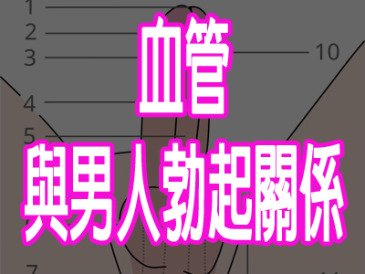 血管與男人勃起關係