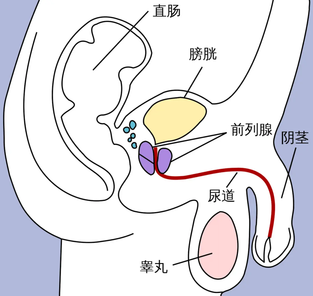 為什麼男生排尿時能說停就停,而女生卻不行?