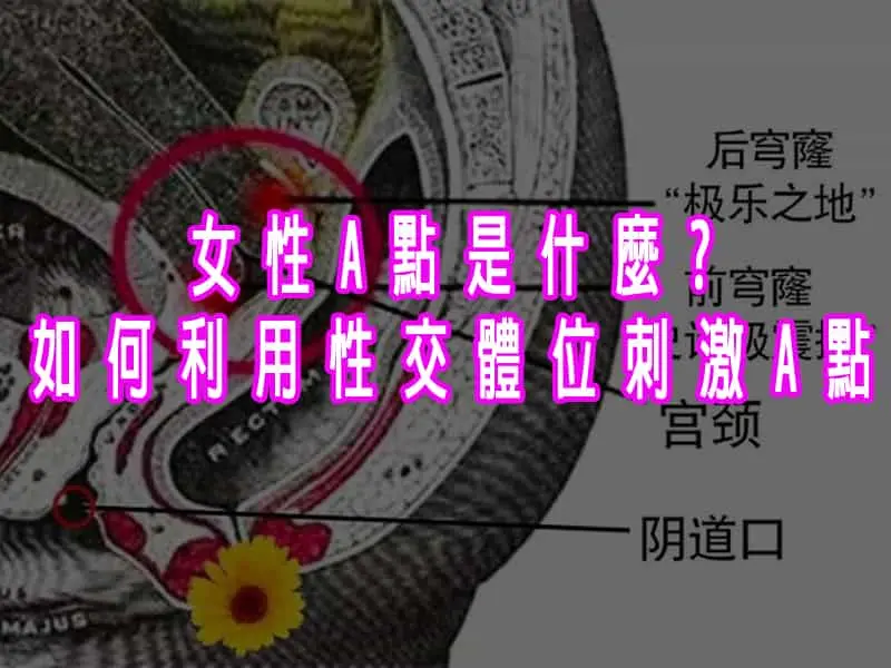 A點完全性愛指南