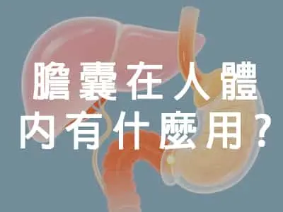 [有片]膽囊在人體內有什麼用?
