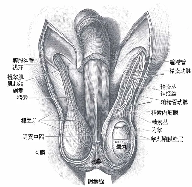 [有片]為什麼男人睪丸一高一低