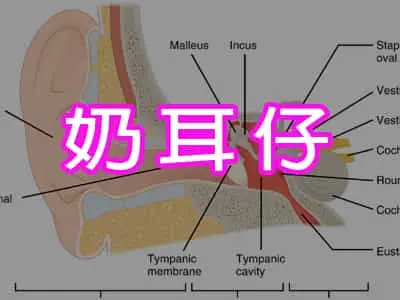 奶耳仔
