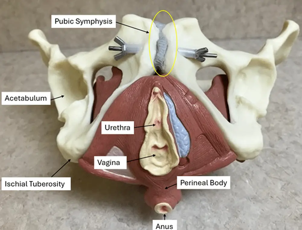 面對面屌閪怎樣玩?為什麼這麼爽?