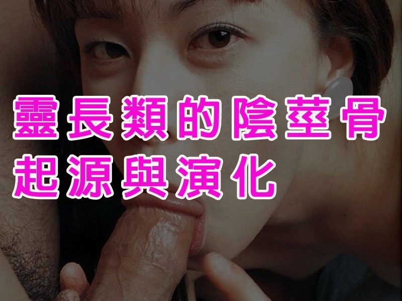 靈長類的陰莖骨起源與演化