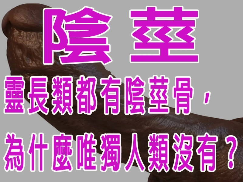 靈長類都有陰莖骨，為什麼唯獨人類沒有