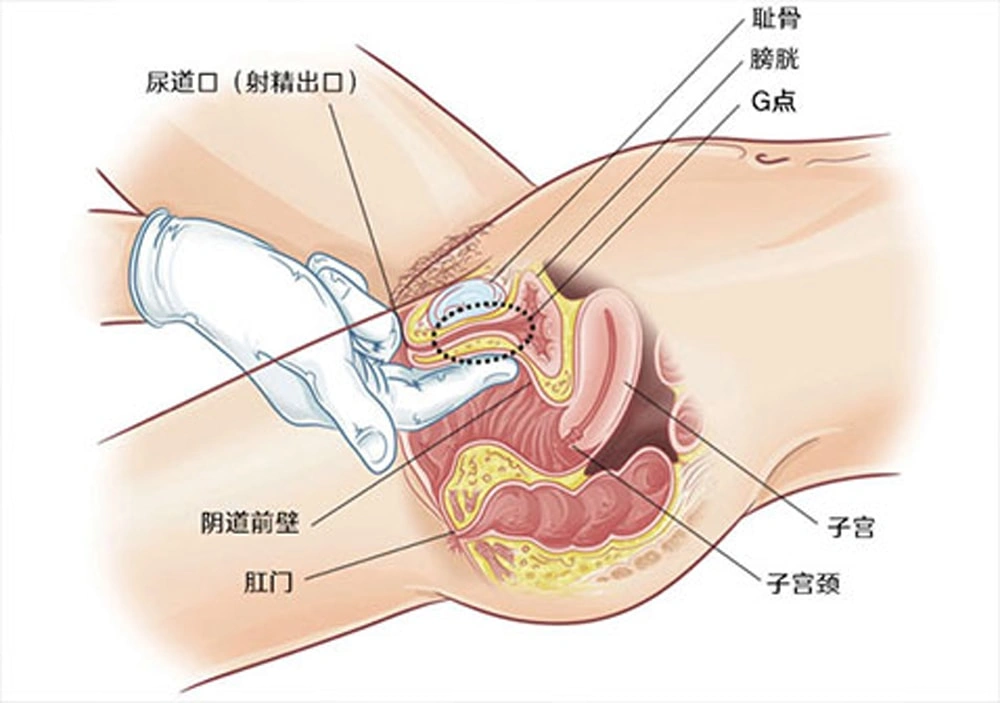 如何利用陰莖刺激女人G點