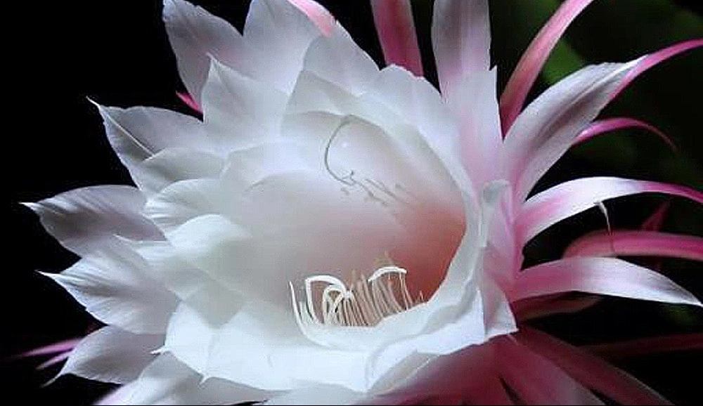 罕見【曇花開花】