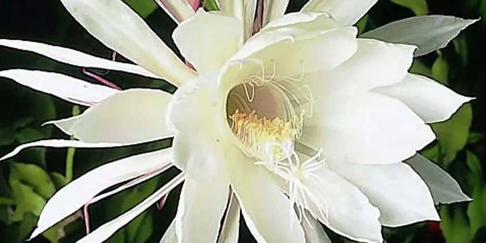 罕見【曇花開花】