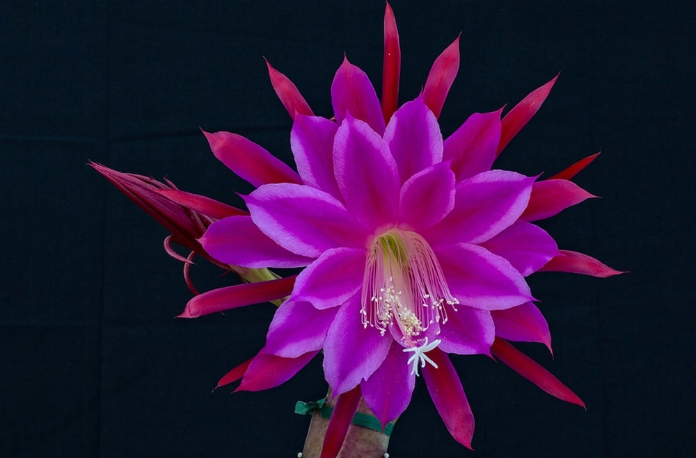 罕見【曇花開花】