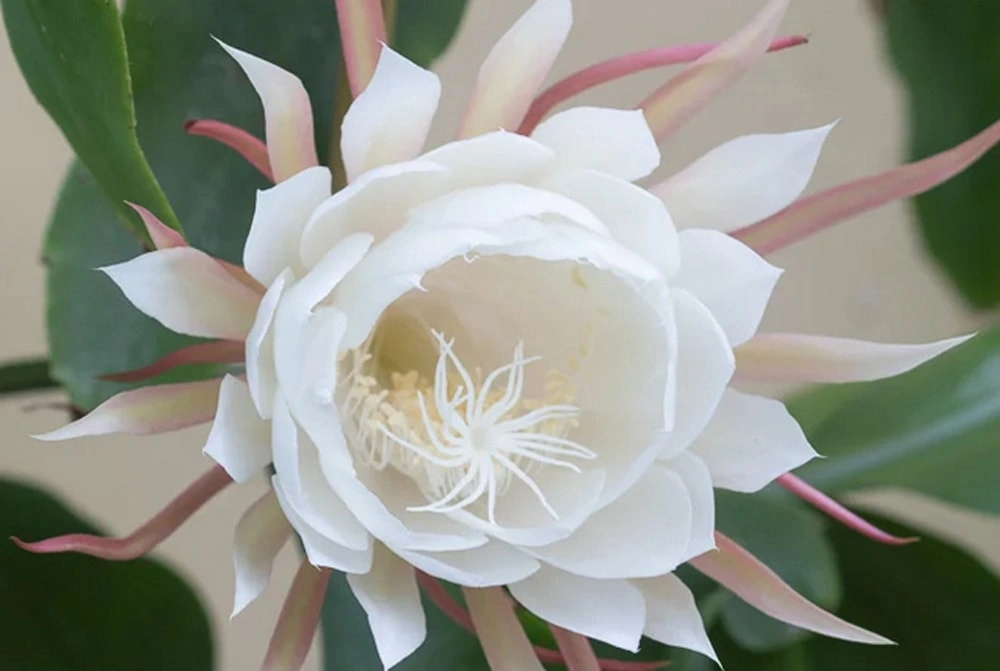罕見【曇花開花】
