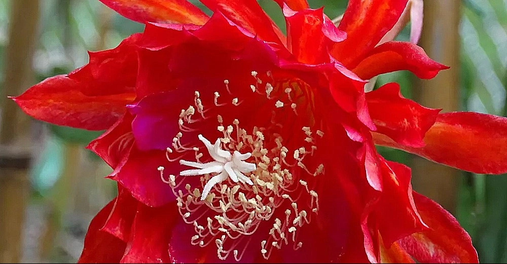 罕見【曇花開花】