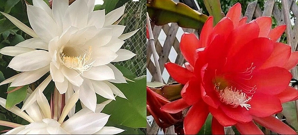 罕見【曇花開花】