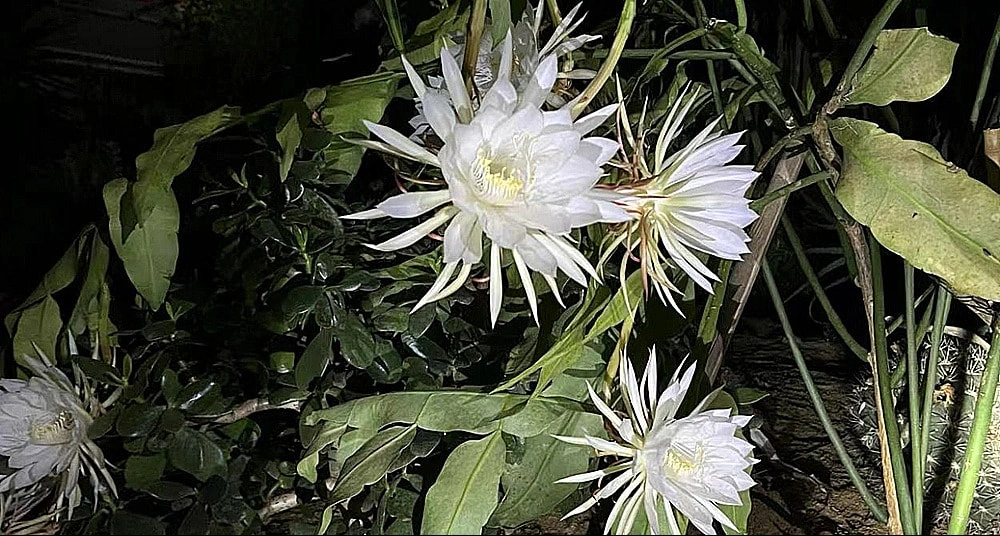 罕見【曇花開花】