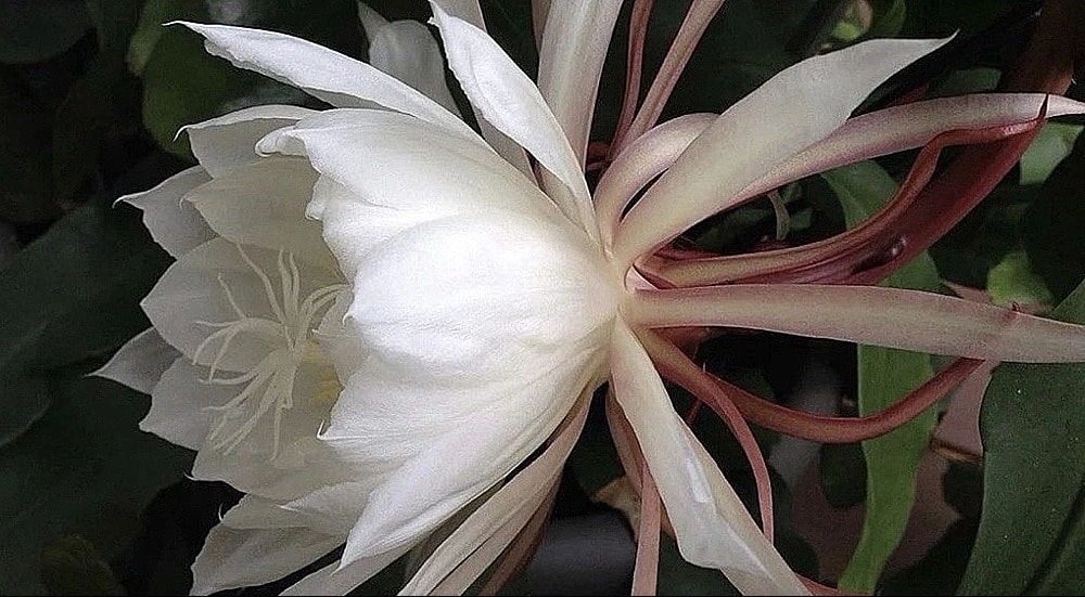 罕見【曇花開花】