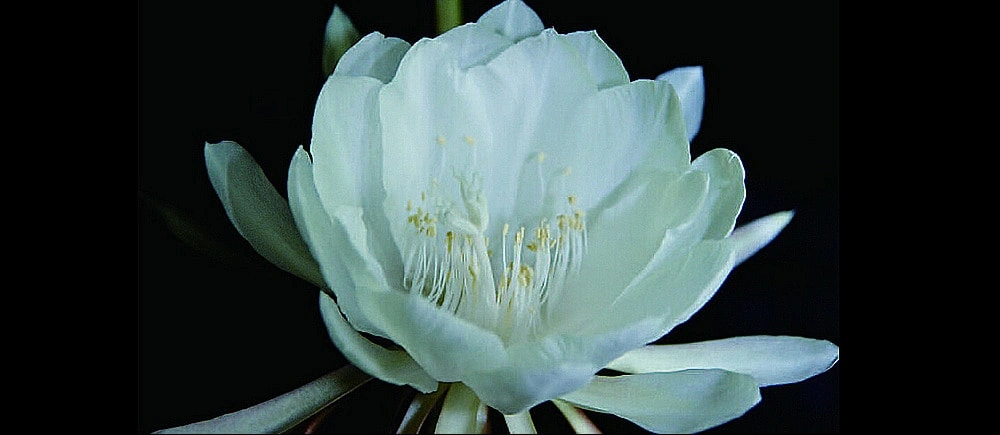 罕見【曇花開花】