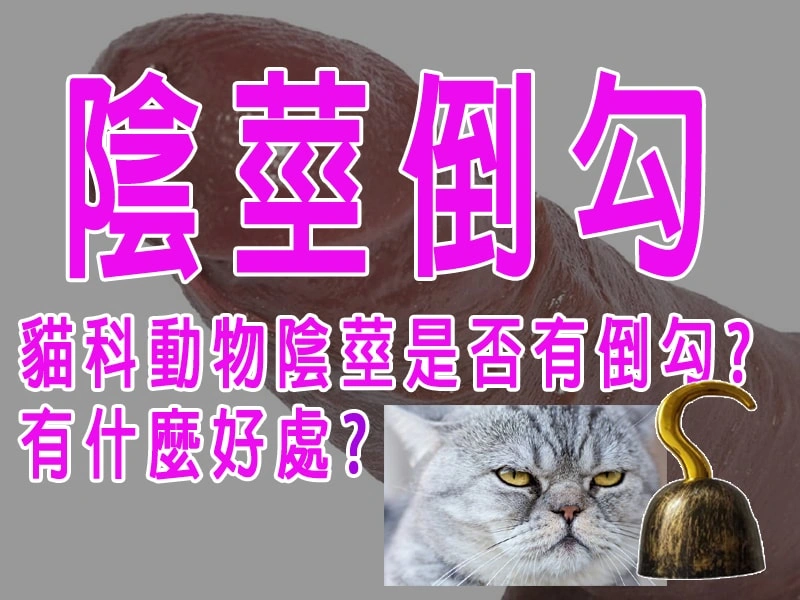 貓科動物陰莖是否有倒勾-有什麼好處
