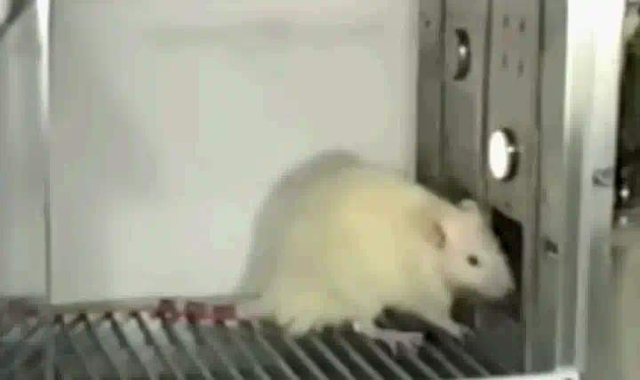 犯賤心理學