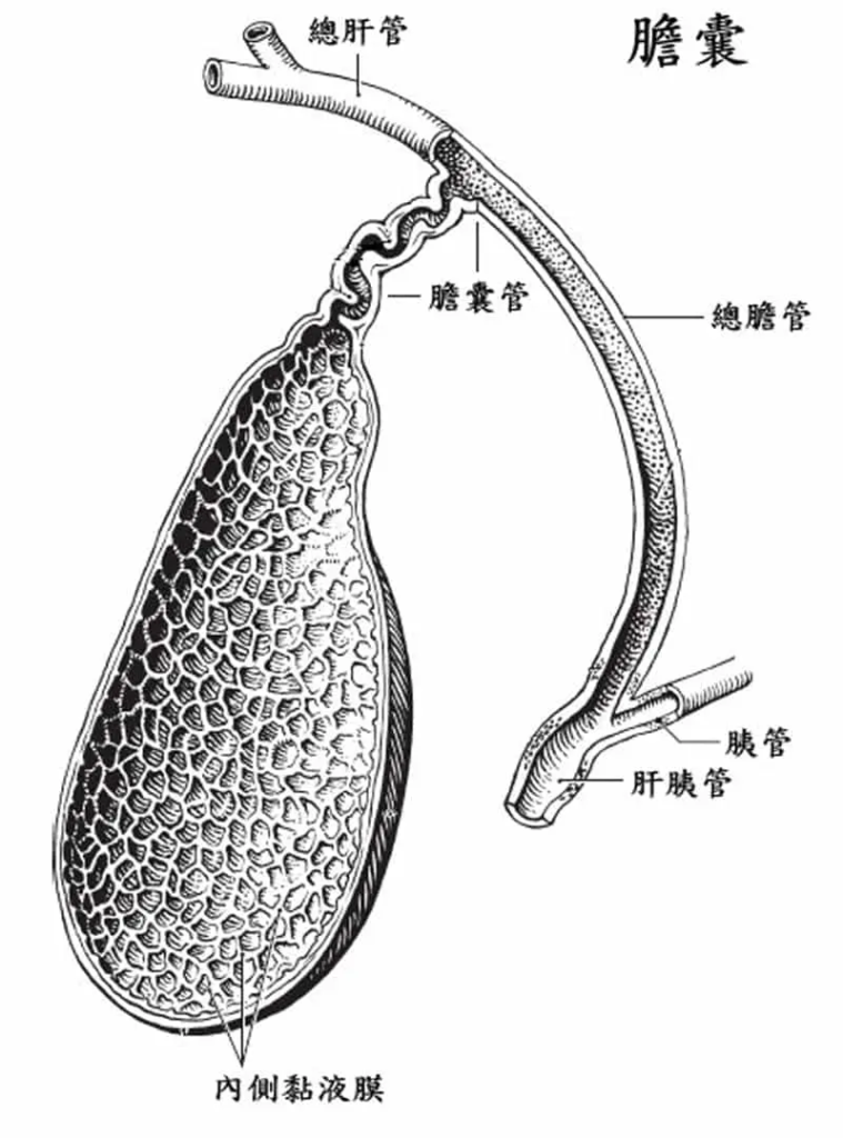 [有片]膽囊在人體內有什麼用?