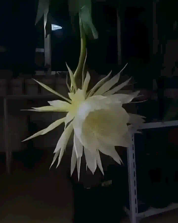 罕見【曇花開花】