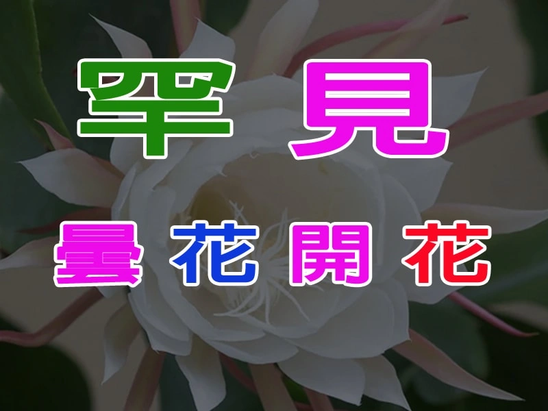 罕見【曇花開花】